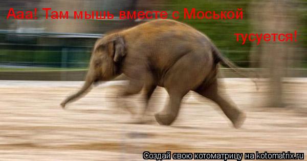 Котоматрица: Ааа! Там мышь вместе с Моськой  тусуется!