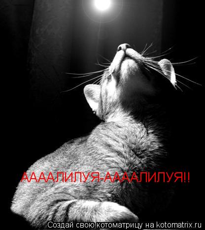 ААААЛИЛУЯ-ААААЛИЛУЯ!!... Котоматрица: ААААЛИЛУЯ-ААААЛИЛУЯ!!