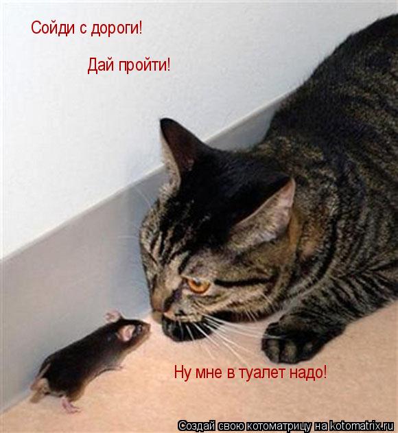 Сойди с дороги! Дай пройти! Ну мне в туалет надо!... Котоматрица: Сойди с дороги! Дай пройти! Ну мне в туалет надо!
