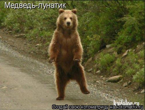 Медведь-лунатик... Котоматрица: Медведь-лунатик