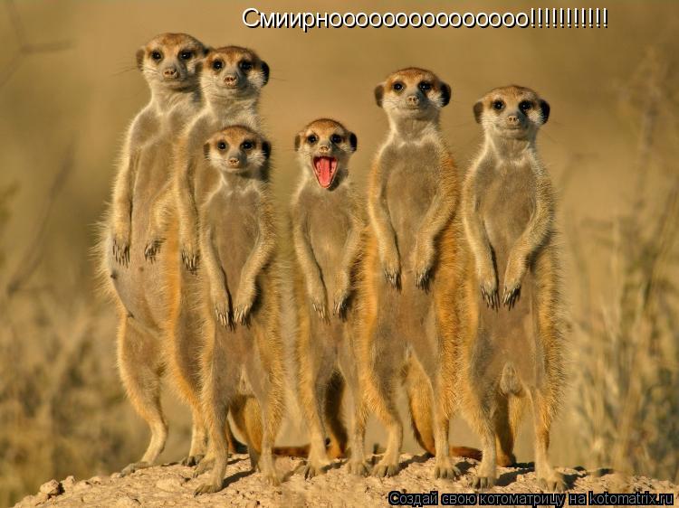 Смиирнооооооооооооооо!!!!!!!!!!!... Котоматрица: Смиирнооооооооооооооо!!!!!!!!!!!