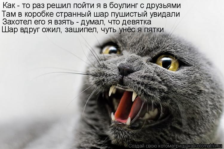 Как - то раз решил пойти я в боулинг с друзьями Там в коробке странный шар пушистый увидали Захотел е... Котоматрица: Как - то раз решил пойти я в боулинг с друзьями Там в коробке странный шар пушистый увидали Захотел его я взять - думал, что девятка Шар вдруг