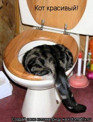 Кот красивый!... Котоматрица: Кот красивый!