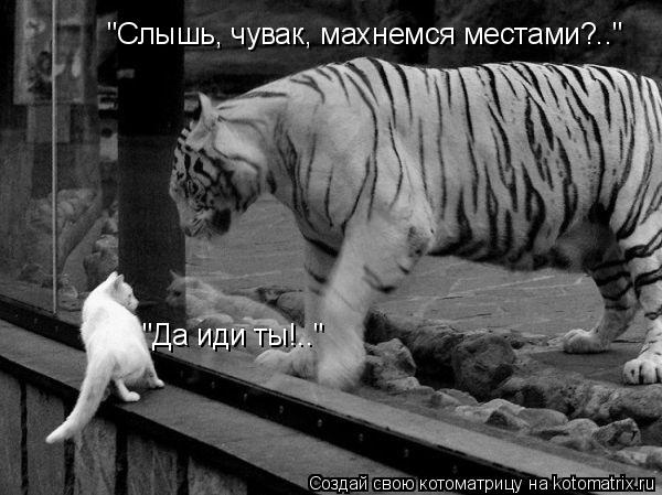 "Слышь, чувак, махнемся местами?.." "Да иди ты!.."... Котоматрица: "Слышь, чувак, махнемся местами?.." "Да иди ты!.."