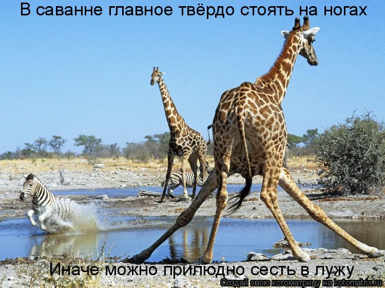 Котоматрица: В саванне главное твёрдо стоять на ногах Иначе можно прилюдно сесть в лужу