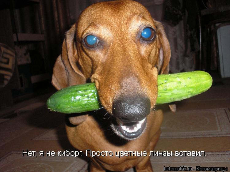 Котоматрица: Нет, я не киборг. Просто цветные линзы вставил.