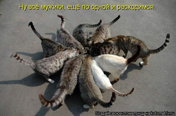 Котоматрица: Ну всё мужики, ещё по одной и расходимся.