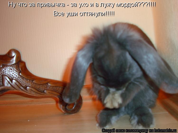 Котоматрица: Ну что за привычка - за ухо и в лужу мордой???!!!! Все уши оттянули!!!!!