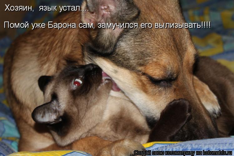 Котоматрица: Хозяин,  язык устал.... Помой уже Барона сам, замучился его вылизывать!!!!