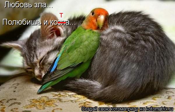 Любовь зла... Полюбишь и козла... _ т... Котоматрица: Любовь зла... Полюбишь и козла... _ т