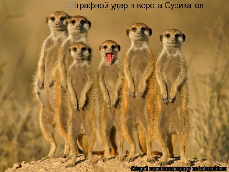 Штрафной удар в ворота Сурикатов... Котоматрица: Штрафной удар в ворота Сурикатов
