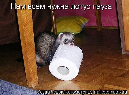 Нам всем нужна лотус пауза... Котоматрица: Нам всем нужна лотус пауза