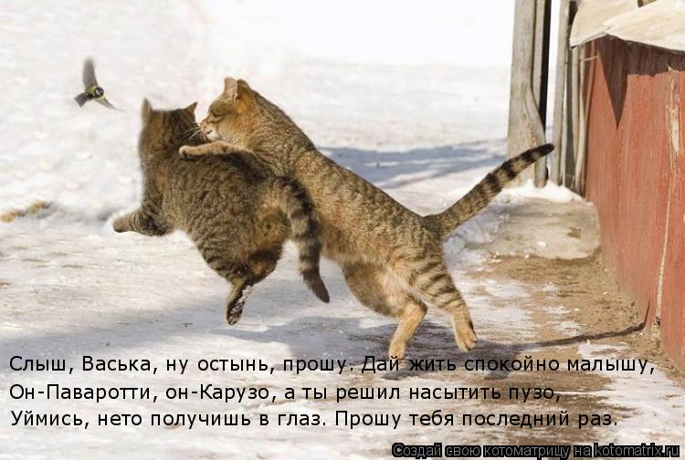 Уймись, нето получишь в глаз. Прошу тебя последний раз. Он-Паваротти, он-Карузо, а ты решил насытить ... Котоматрица: Уймись, нето получишь в глаз. Прошу тебя последний раз. Он-Паваротти, он-Карузо, а ты решил насытить пузо, Слыш, Васька, ну остынь, прошу. Дай ж