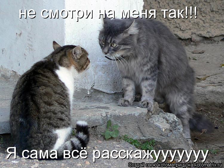 Котоматрица: не смотри на меня так!!! Я сама всё расскажууууууу