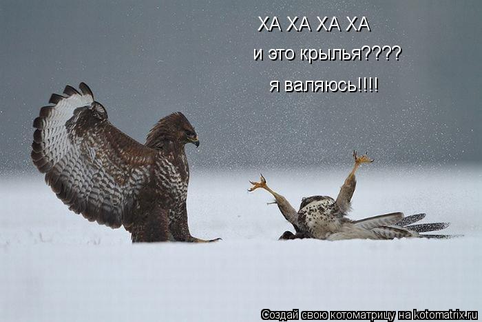 Котоматрица: ХА ХА ХА ХА и это крылья???? я валяюсь!!!!