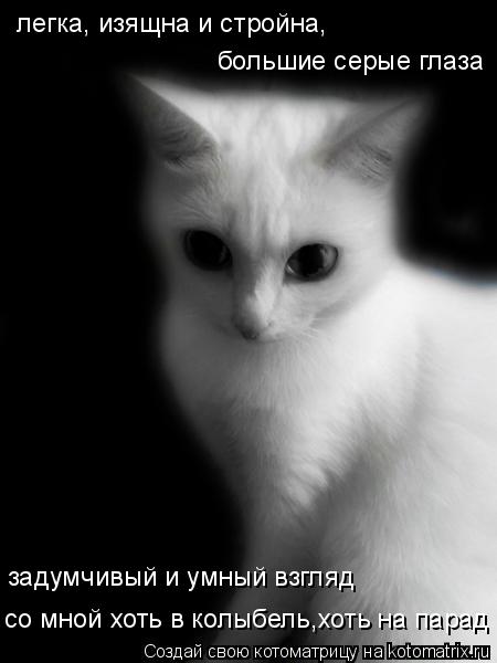 Котоматрица: большие серые глаза легка, изящна и стройна, задумчивый и умный взгляд со мной хоть в колыбель,хоть на парад