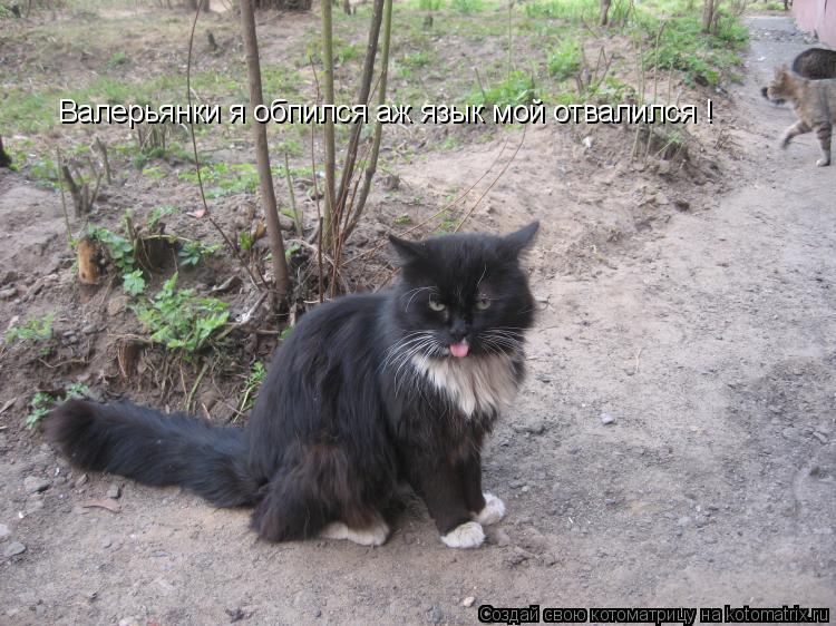 Котоматрица: Валерьянки я обпился аж язык мой отвалился !