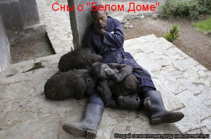 Котоматрица: Сны о "Белом Доме"