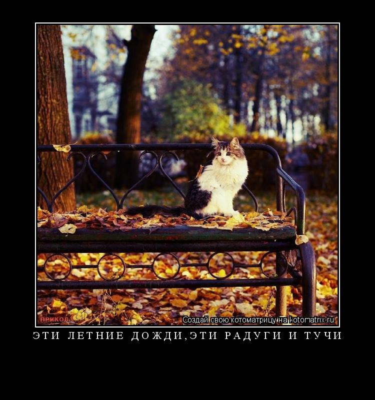Котоматрица: эти летние дожди,эти радуги и тучи 
