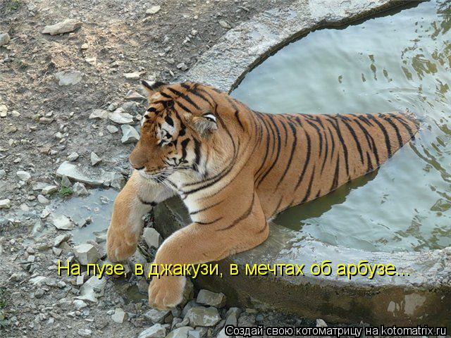 Котоматрица: На пузе, в джакузи, в мечтах об арбузе...