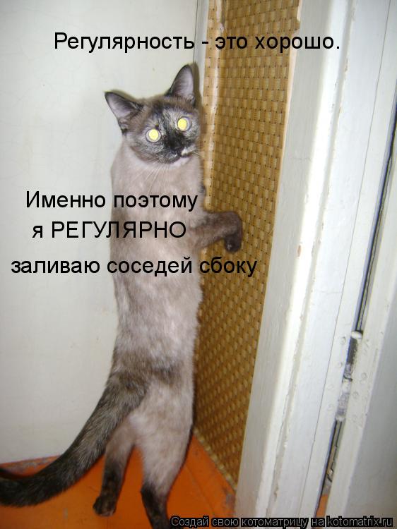 Котоматрица: Регулярность - это хорошо. Именно поэтому я РЕГУЛЯРНО заливаю соседей сбоку
