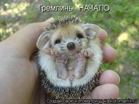 Котоматрица: Гремлины. НАЧАЛО.