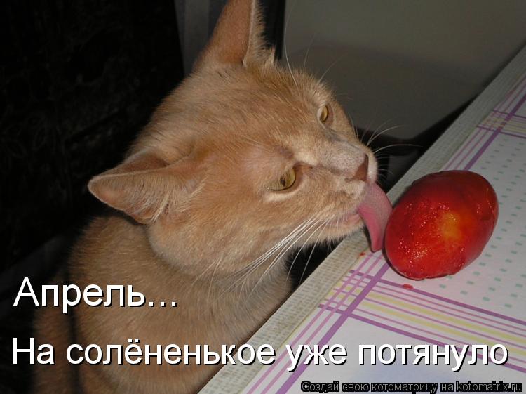 Котоматрица: Апрель... На солёненькое уже потянуло