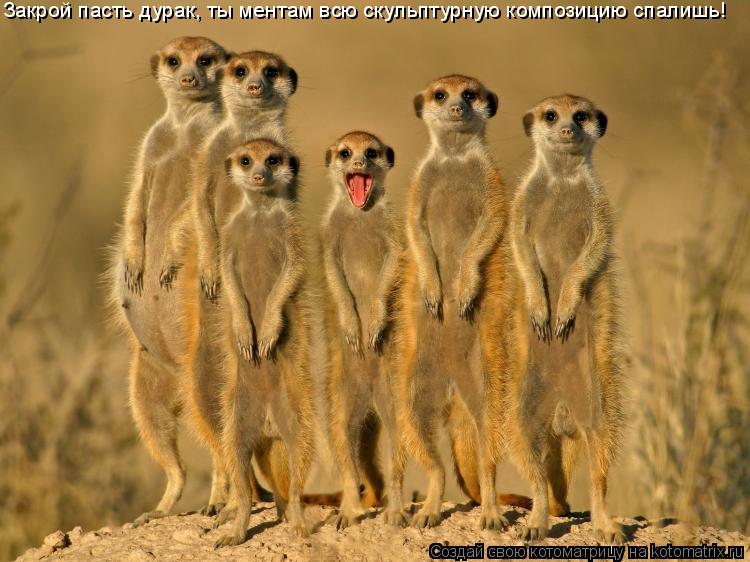 Закрой пасть дурак, ты ментам всю скульптурную композицию спалишь!... Котоматрица: Закрой пасть дурак, ты ментам всю скульптурную композицию спалишь!