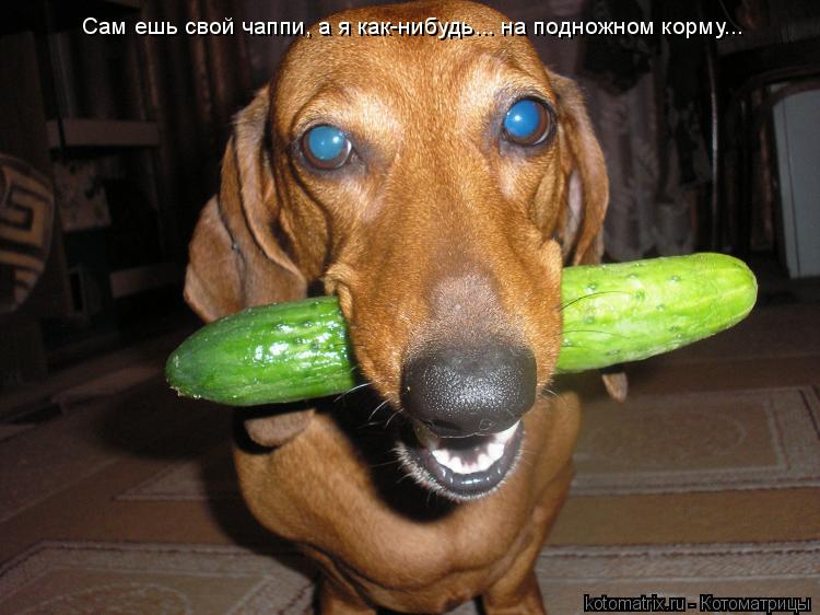 Сам ешь свой чаппи, а я как-нибудь... на подножном корму...... Котоматрица: Сам ешь свой чаппи, а я как-нибудь... на подножном корму...