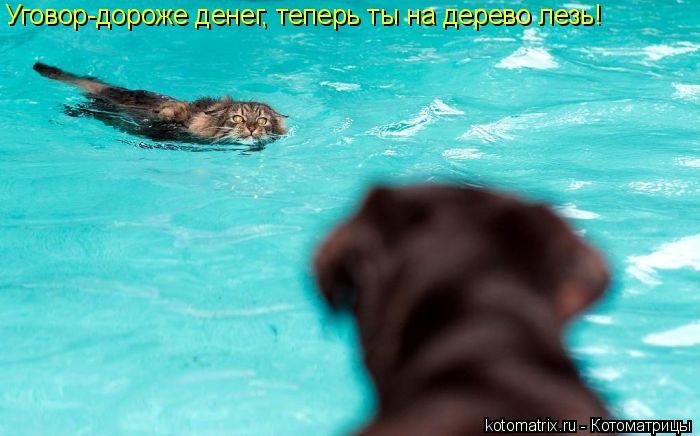 Котоматрица: Уговор-дороже денег, теперь ты на дерево лезь!