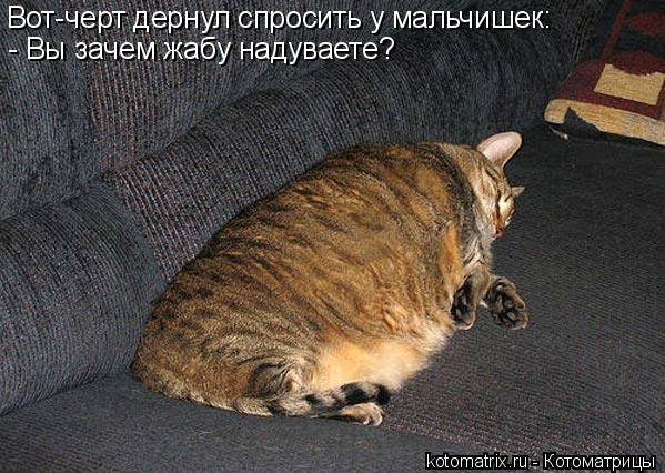 Котоматрица: Вот-черт дернул спросить у мальчишек: - Вы зачем жабу надуваете?