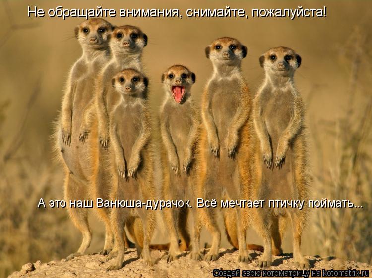 Не обращайте внимания, снимайте, пожалуйста! А это наш Ванюша-дурачок. Всё мечтает птичку поймать...... Котоматрица: Не обращайте внимания, снимайте, пожалуйста! А это наш Ванюша-дурачок. Всё мечтает птичку поймать...