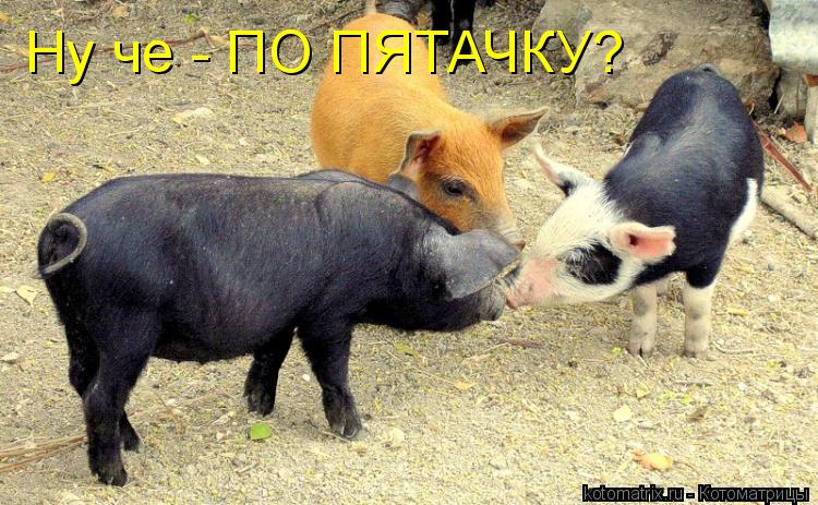 Ну че - ПО ПЯТАЧКУ?... Котоматрица: Ну че - ПО ПЯТАЧКУ?