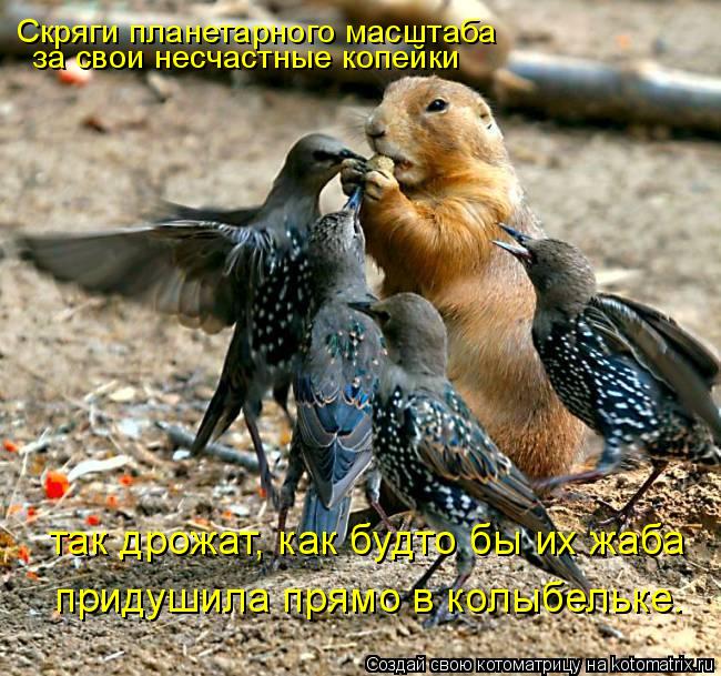 Скряги планетарного масштаба за свои несчастные копейки так дрожат, как будто бы их жаба придушила пр... Котоматрица: Скряги планетарного масштаба за свои несчастные копейки так дрожат, как будто бы их жаба придушила прямо в колыбельке…