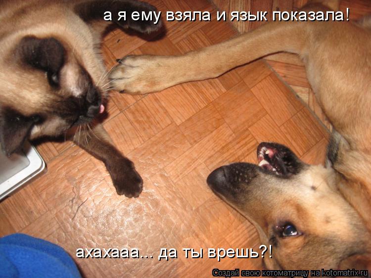 а я ему взяла и язык показала! ахахааа... да ты врешь?!... Котоматрица: а я ему взяла и язык показала! ахахааа... да ты врешь?!