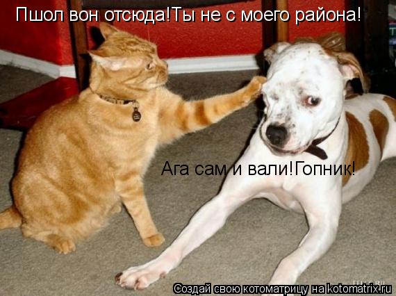 Котоматрица: Пшол вон отсюда!Ты не с моего района! Ага сам и вали!Гопник!