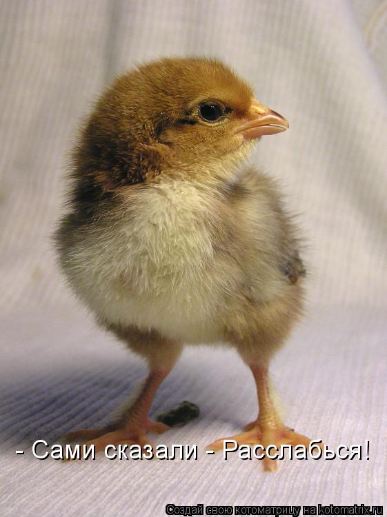 - Сами сказали - Расслабься!... Котоматрица: - Сами сказали - Расслабься!
