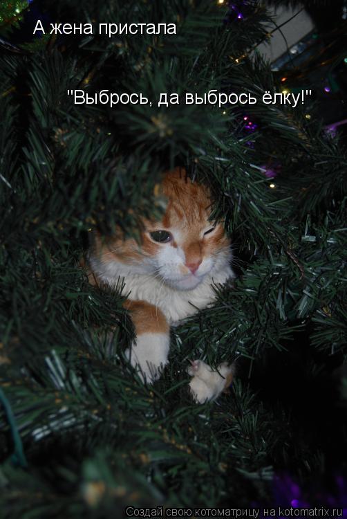 А жена пристала А жена пристала "Выбрось, да выбрось ёлку!"... Котоматрица: А жена пристала А жена пристала "Выбрось, да выбрось ёлку!"