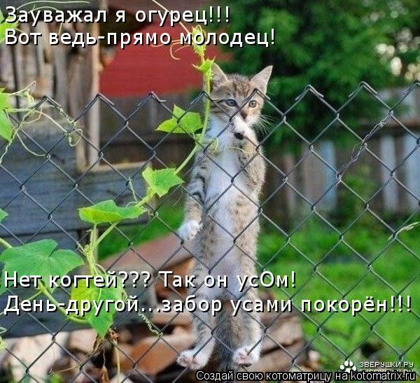 Зауважал я огурец!!! Вот ведь-прямо молодец! Нет когтей??? Так он усОм! День-другой...забор усами пок... Котоматрица: Зауважал я огурец!!! Вот ведь-прямо молодец! Нет когтей??? Так он усОм! День-другой...забор усами покорён!!!