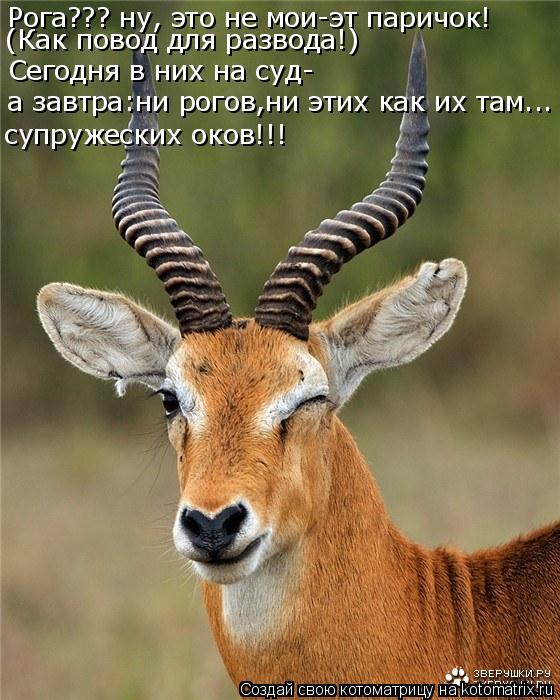 Котоматрица: Рога??? ну, это не мои-эт паричок! Сегодня в них на суд- а завтра:ни рогов,ни этих как их там... супружеских оков!!! (Как повод для развода!)