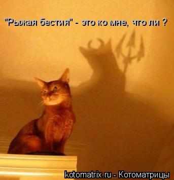 "Рыжая бестия" - это ко мне, что ли ?... Котоматрица: "Рыжая бестия" - это ко мне, что ли ?