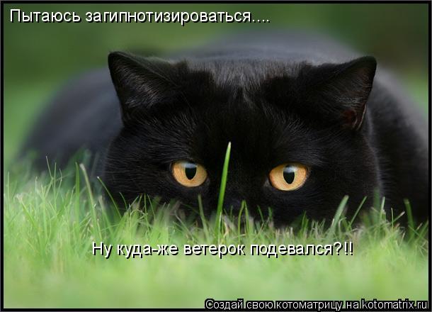Пытаюсь загипнотизироваться.... Ну куда-же ветерок подевался?!!... Котоматрица: Пытаюсь загипнотизироваться.... Ну куда-же ветерок подевался?!!