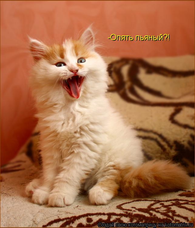 Котоматрица: -Опять пьяный?!