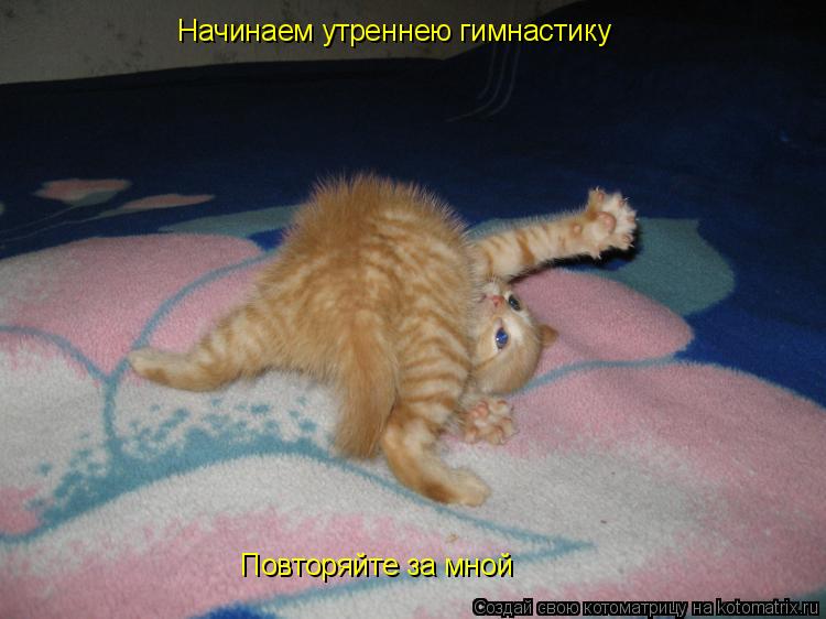Котоматрица: Начинаем утреннею гимнастику Повторяйте за мной