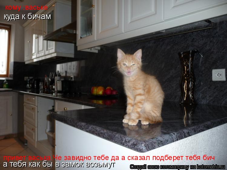 Котоматрица: привет васька.Че завидно тебе да а сказал подберет тебя бич кому :ваське   куда к бичам а тебя как бы в замок возьмут