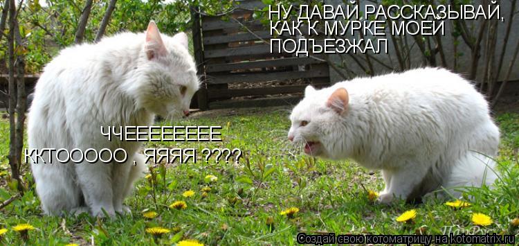 НУ ДАВАЙ РАССКАЗЫВАЙ, КАК К МУРКЕ МОЕЙ ПОДЪЕЗЖАЛ ЧЧЕЕЕЕЕЕЕЕ ККТООООО , ЯЯЯЯ ????... Котоматрица: НУ ДАВАЙ РАССКАЗЫВАЙ, КАК К МУРКЕ МОЕЙ ПОДЪЕЗЖАЛ ЧЧЕЕЕЕЕЕЕЕ ККТООООО , ЯЯЯЯ ????