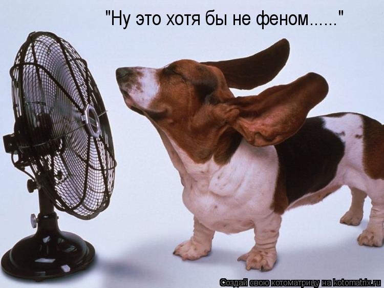"Ну это хотя бы не феном......"... Котоматрица: "Ну это хотя бы не феном......"