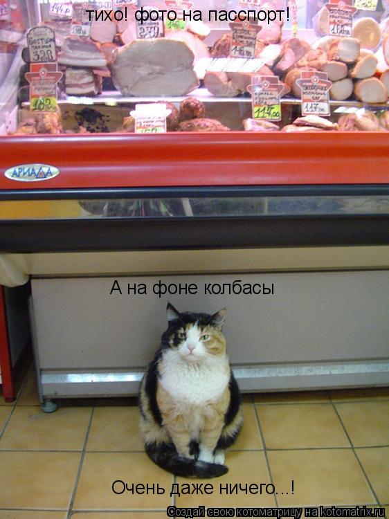 тихо! фото на пасспорт! А на фоне колбасы Очень даже ничего...!... Котоматрица: тихо! фото на пасспорт! А на фоне колбасы Очень даже ничего...!