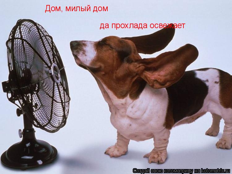 Дом, милый дом да прохлада освежает... Котоматрица: Дом, милый дом да прохлада освежает