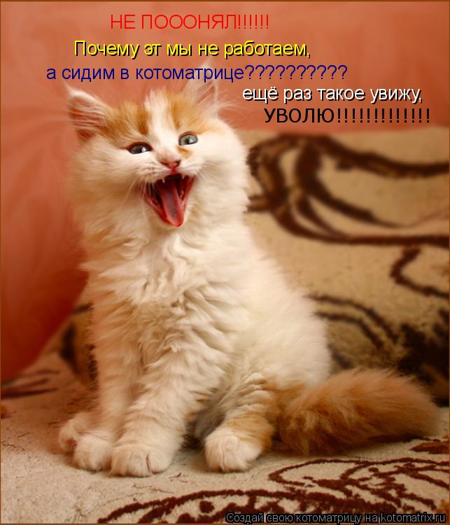 НЕ ПОООНЯЛ!!!!!! Почему эт мы не работаем, а сидим в котоматрице?????????? ещё раз такое увижу, УВОЛЮ... Котоматрица: НЕ ПОООНЯЛ!!!!!! Почему эт мы не работаем, а сидим в котоматрице?????????? ещё раз такое увижу, УВОЛЮ!!!!!!!!!!!!!